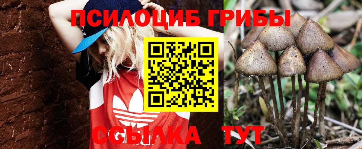 Псилоцибиновые грибы Psilocybine cubensis Киреевск